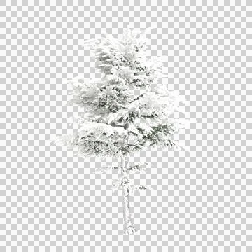 3d illustration of Cedrus libani snow covered tree isolated on transparent backg Stock Illustration
