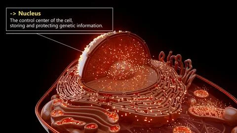 3D illustration of the cell nucleus containing genetic material Stock Illustration