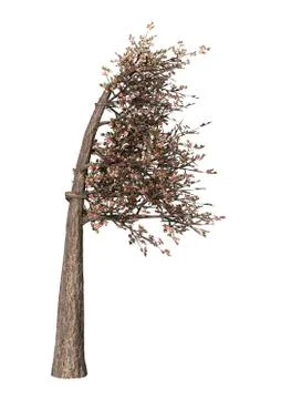 3D Illustration Cherry Tree on White Illustrazione stock