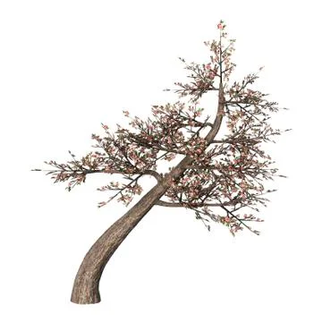 3D Illustration Cherry Tree on White Stock Illustration