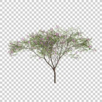 3d illustration of Chilopsis linearis tree isolated on transparent background Illustrazione stock