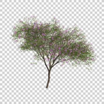 3d illustration of Chilopsis linearis tree isolated on transparent background Stock Illustration