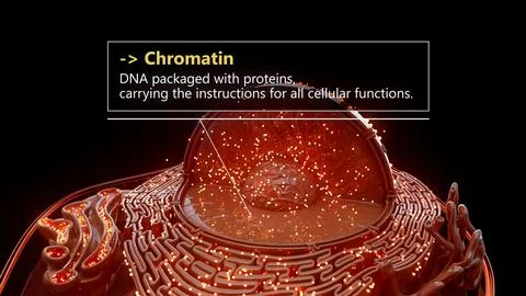 3D illustration of chromatin structure inside a cell nucleus Stock Illustration