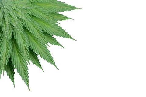 3d illustration of circular spiralic pattern made of Cannabis leaf Stock Illustration