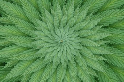 3d illustration of circular spiralic pattern made of Cannabis leaf Stock Illustration