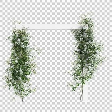 3d illustration of Clematis Terniflora creeper isolated on transparent backgroun Stock Illustration