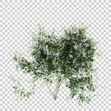 3d illustration of Clematis Terniflora creeper isolated on transparent backgroun Stock Illustration