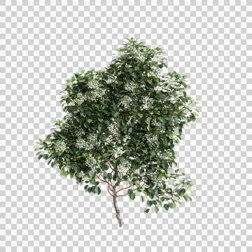 3d illustration of Clematis Terniflora creeper isolated on transparent backgroun Stock Illustration