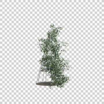 3d illustration of Clematis terniflora tree isolated on transparent background Stock Illustration