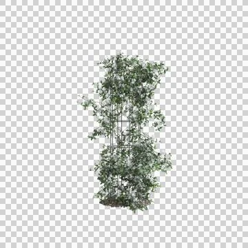 3d illustration of Clematis terniflora tree isolated on transparent background Stock Illustration