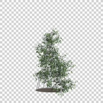 3d illustration of Clematis terniflora tree isolated on transparent background Stock Illustration