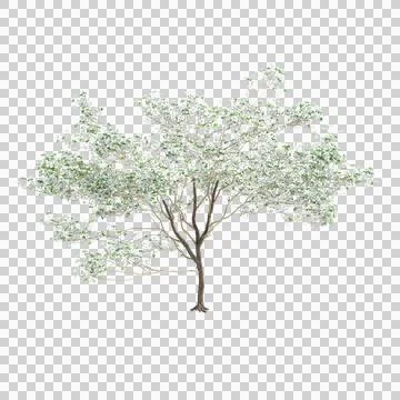 3d illustration of Cornus florida tree isolated on transparent background Stock Illustration