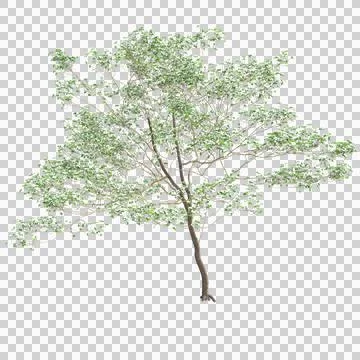 3d illustration of Cornus florida tree isolated on transparent background Stock Illustration
