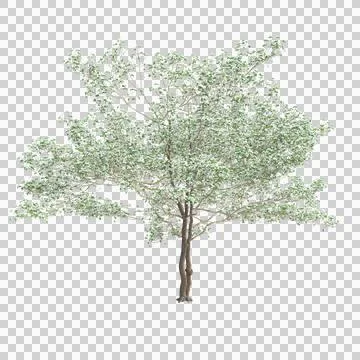 3d illustration of Cornus florida tree isolated on transparent background Stock Illustration
