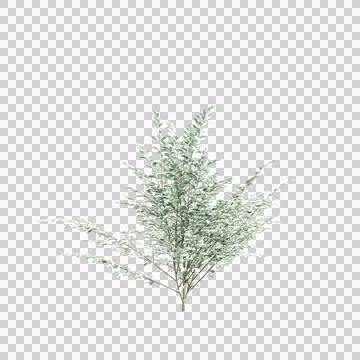 3d illustration of Cornus kousa tree isolated on transparent background Illustrazione stock