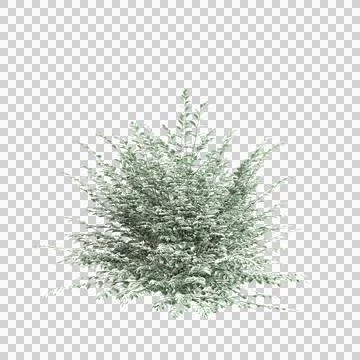 3d illustration of Cornus kousa tree isolated on transparent background Illustrazione stock