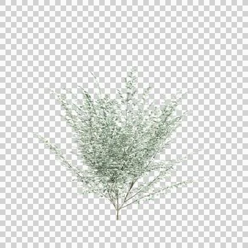 3d illustration of Cornus kousa tree isolated on transparent background Stock Illustration