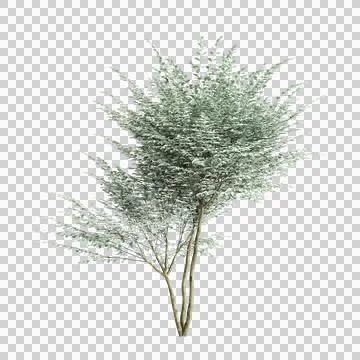3d illustration of Cornus kousa tree isolated on transparent background Illustrazione stock