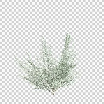 3d illustration of Cornus kousa tree isolated on transparent background Illustrazione stock
