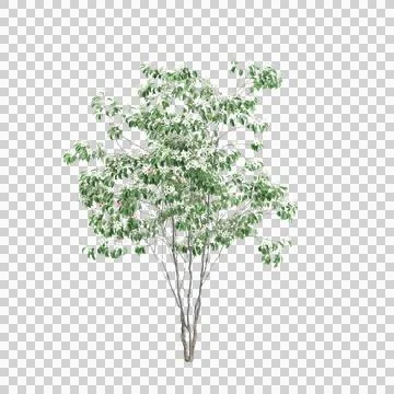 3d illustration of Cornus kousa tree isolated on transparent background Stock Illustration