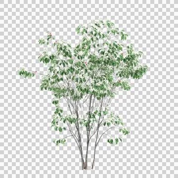 3d illustration of Cornus kousa tree isolated on transparent background Stock Illustration