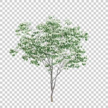 3d illustration of Cornus kousa tree isolated on transparent background Stock Illustration