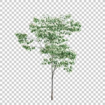 3d illustration of Cornus kousa tree isolated on transparent background Stock Illustration