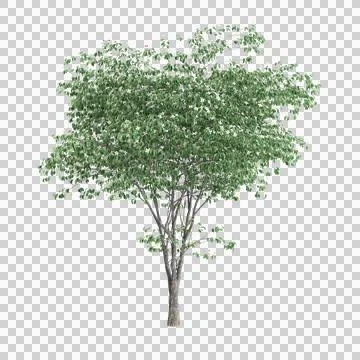 3d illustration of Cornus kousa tree isolated on transparent background Stock Illustration