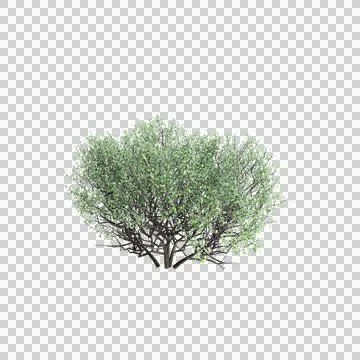 3d illustration of Corokia cotoneaster bush isolated on transparent background Stock Illustration