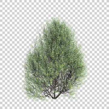 3d illustration of Corokia cotoneaster bush isolated on transparent background Stock Illustration