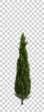 3d illustration of Cupressus sempervirens tree isolated transparent background Illustrazione stock