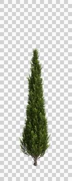 3d illustration of Cupressus sempervirens tree isolated transparent background Illustrazione stock