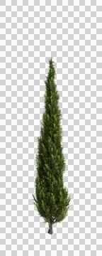 3d illustration of Cupressus sempervirens tree isolated transparent background Illustrazione stock