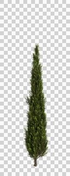 3d illustration of Cupressus sempervirens tree isolated transparent background Illustrazione stock