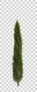 3d illustration of Cupressus sempervirens tree isolated transparent background Illustrazione stock