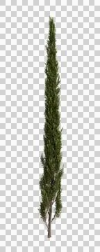 3d illustration of Cupressus sempervirens tree isolated transparent background Illustrazione stock
