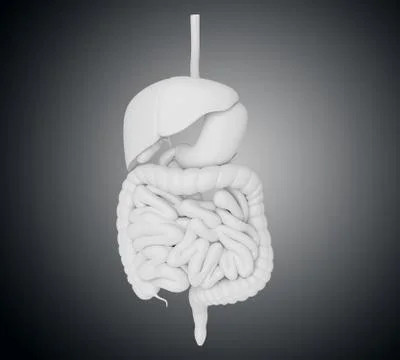 3d illustration of Digestive System イラスト素材