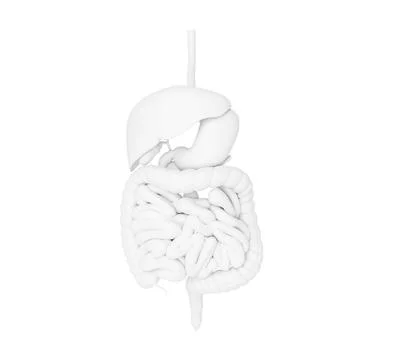 3d illustration of Digestive System Stockillustratie