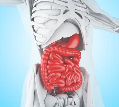 3d illustration of Digestive System イラスト素材
