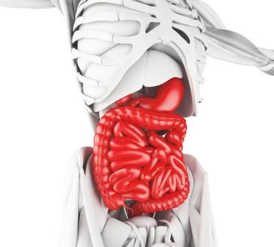 3d illustration of Digestive System Stockillustratie