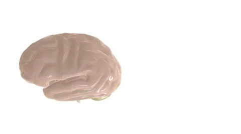 3d illustration of digital human brain on white background. Stock Illustration