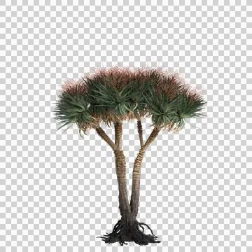 3d illustration of Dracaena Draco tree isolated on transparent background Stock Illustration