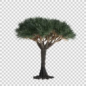 3d illustration of Dracaena Draco tree isolated on transparent background Stock Illustration