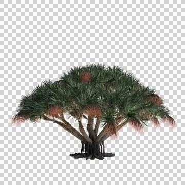 3d illustration of Dracaena Draco tree isolated on transparent background Stock Illustration