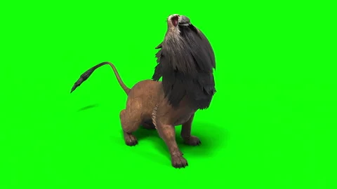 3d Illustration of Dynamic Motion Poses of a Young Lion: Power and Grace in.. Stock Footage 302626435