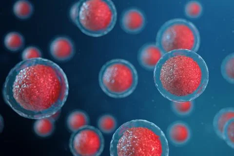 3D illustration egg cells embryo. Embryo cells with red nucleus in center. Human Stock Illustration