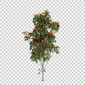 3d illustration of Elaeocarpus eumundi tree isolated on transparent background Stock Illustration