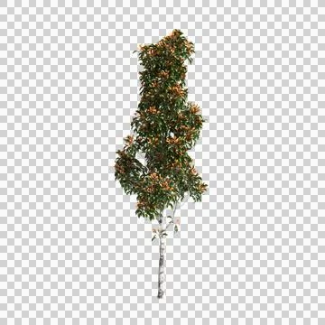 3d illustration of Elaeocarpus eumundi tree isolated on transparent background Stock Illustration