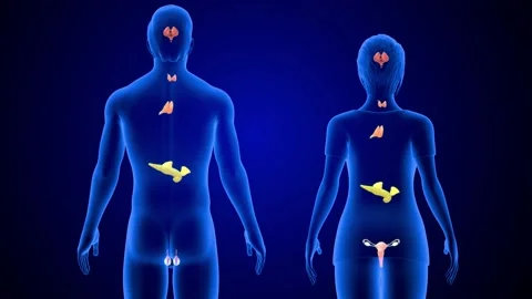 3d illustration of endocrine system Stock Footage 236608220