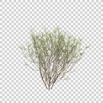 3d illustration of Epacris impressa tree isolated on black background Stock Illustration